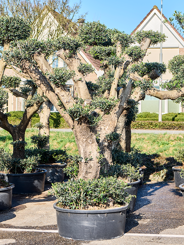 Olea europaea (200-240)