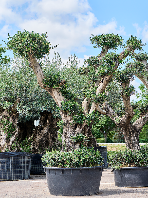 Olea europaea (190-280)