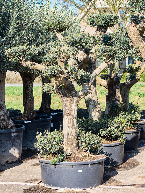 Olea europaea (160-180)