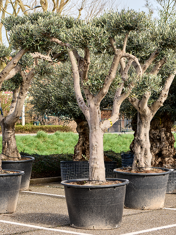 Olea europaea (250-280)