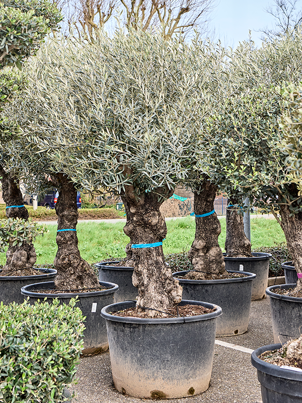 Olea europaea (220-260)