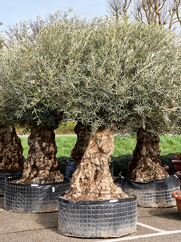 Olea europaea (240-280)