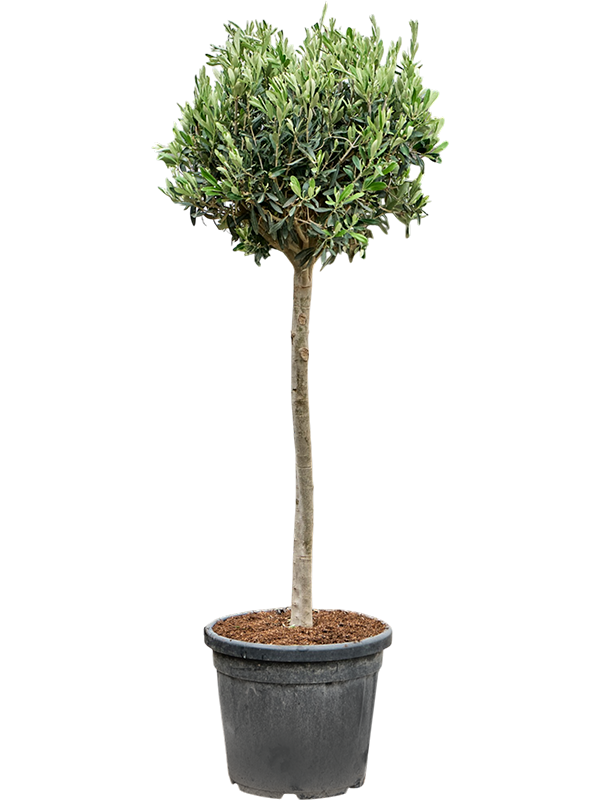Olea europaea (150-180)