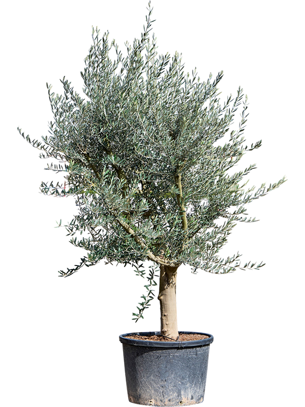 Olea europaea (240-280)
