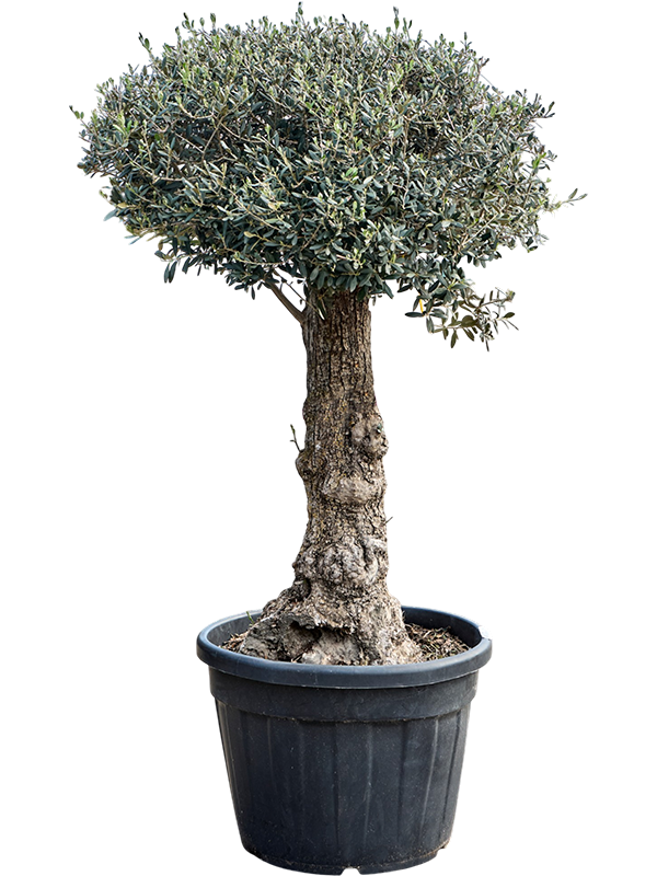 Olea europaea (170-200)