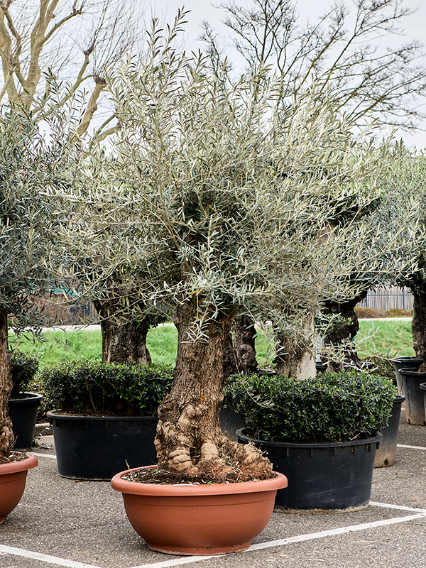 Olea europaea (240-280)