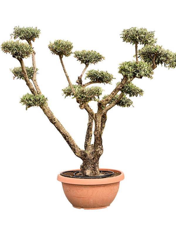 Olea europaea (220-240)
