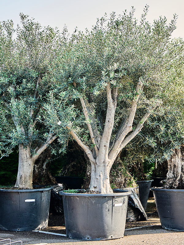 Olea europaea (250-300)