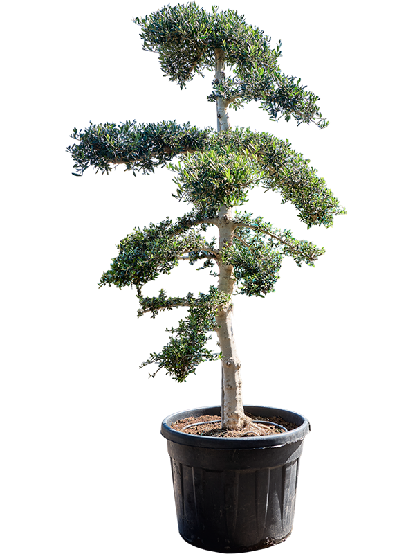 Olea europaea 'Sylvestris' (230-270)
