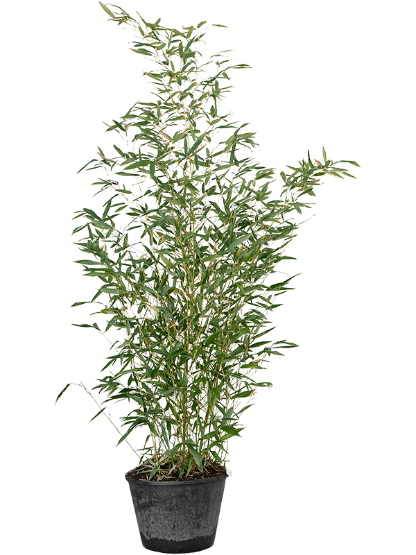 Phyllostachys bissetii