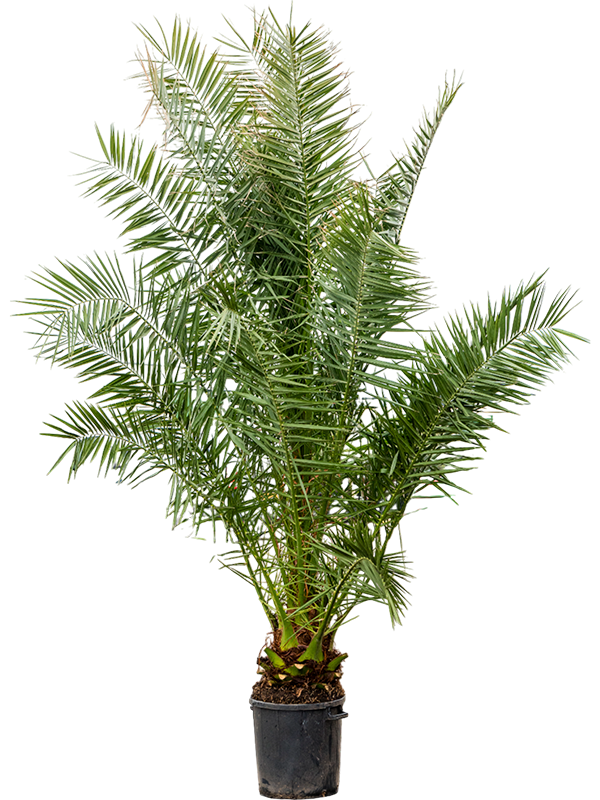 Phoenix canariensis