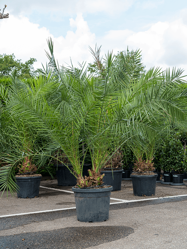 Phoenix canariensis
