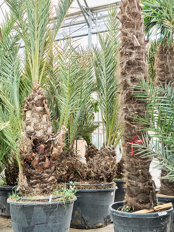 Phoenix dactylifera