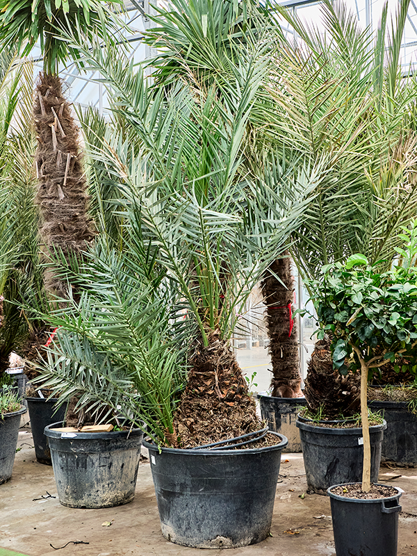 Phoenix dactylifera (300-380)