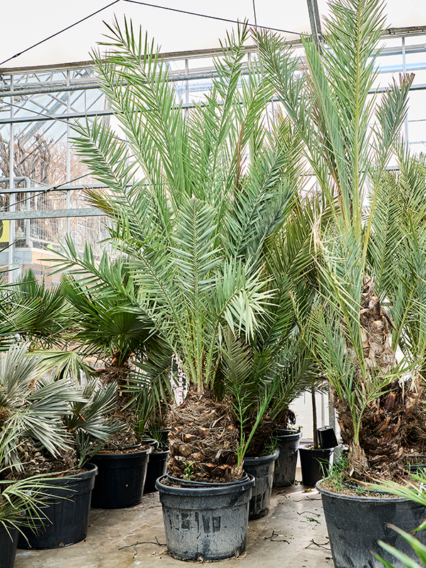 Phoenix dactylifera