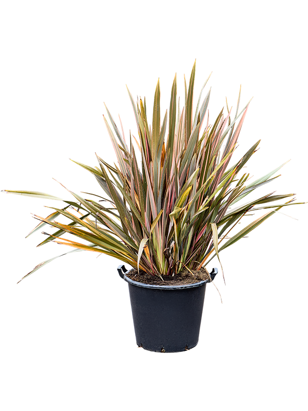 Phormium tenax 'Pink Stripe' (140-160)