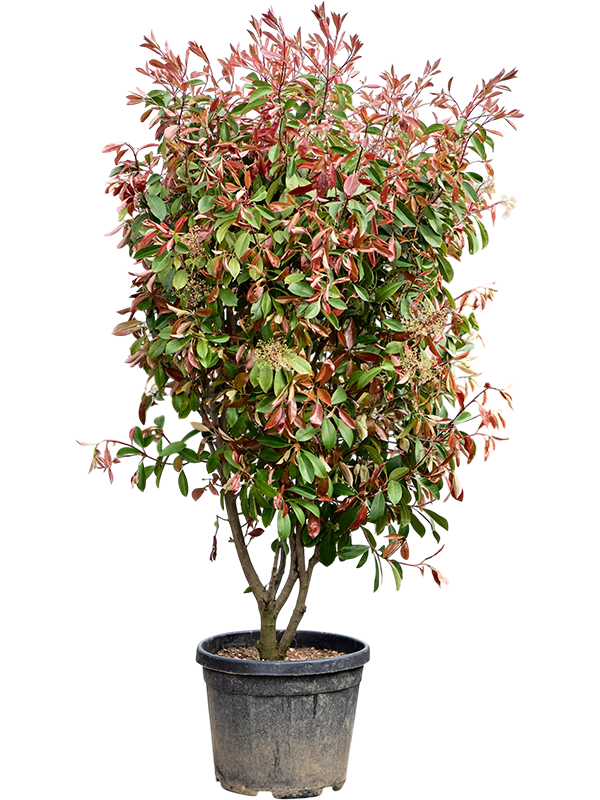 Photinia x fraseri 'Red Robin'