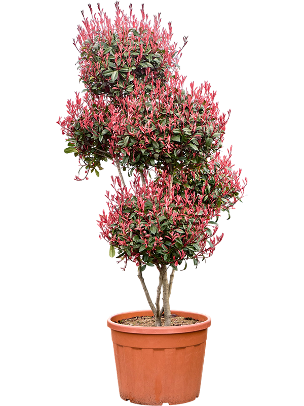 Photinia x fraseri 'Red Robin' Compacta