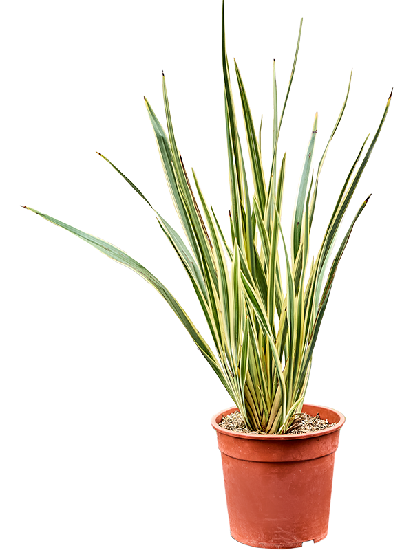 Phormium tenax 'Variegatum' (80-100)