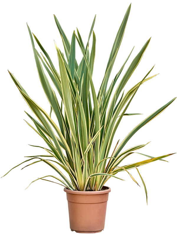 Phormium tenax 'Variegatum' (90-110)