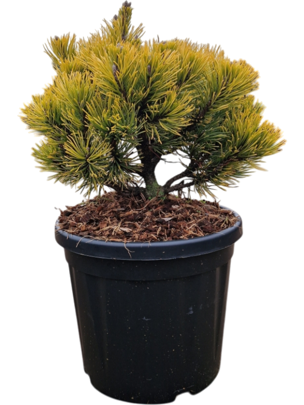Pinus mugo 'Carsten's Wintergold'