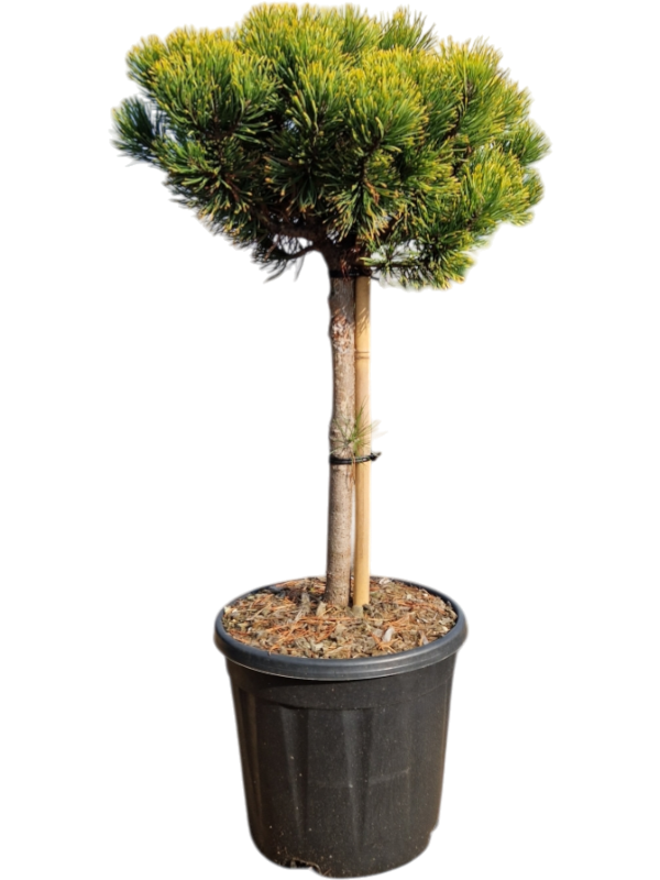 Pinus mugo 'Carsten's Wintergold'