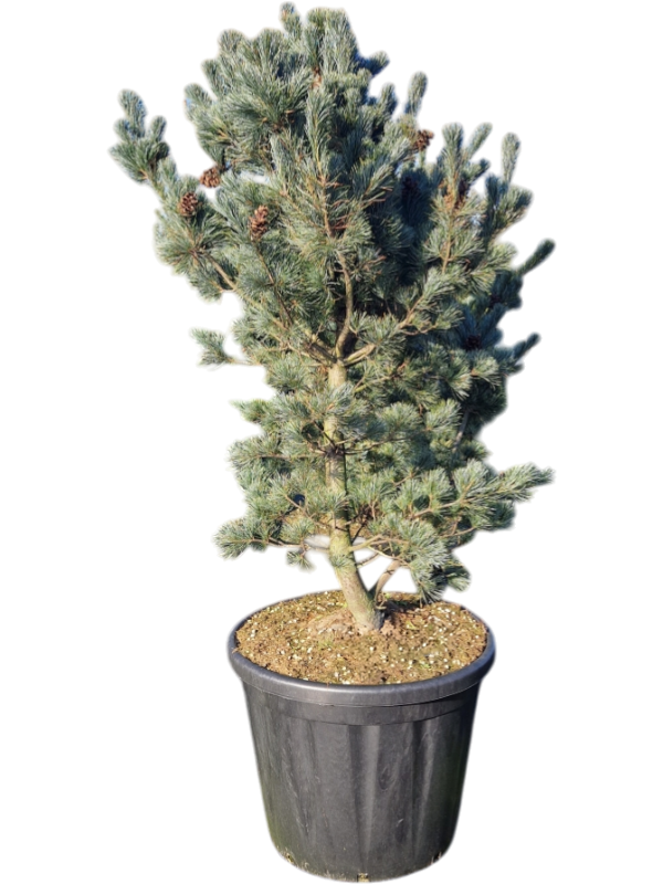 Pinus parviflora 'Glauca' (180-200)