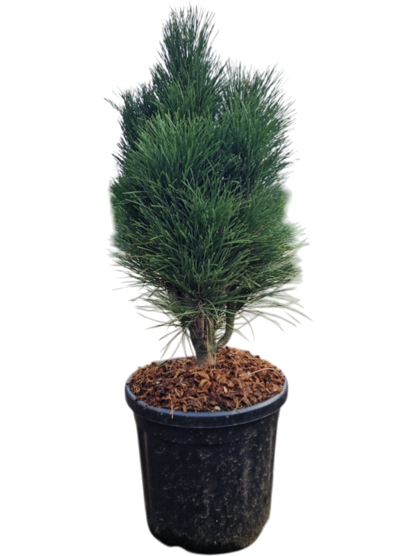 Pinus nigra 'Green Tower'