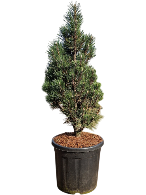 Pinus nigra 'Green Tower'
