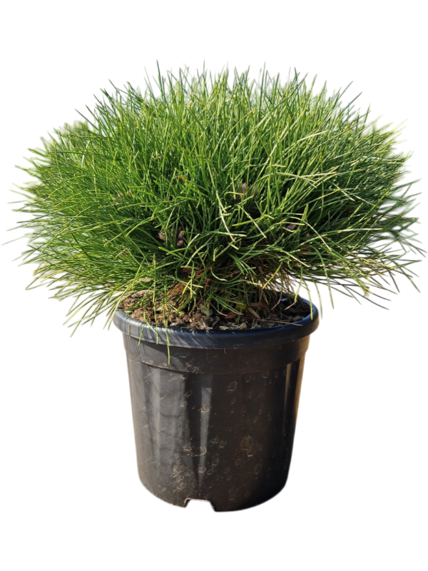 Pinus nigra 'Marie Bregeon'