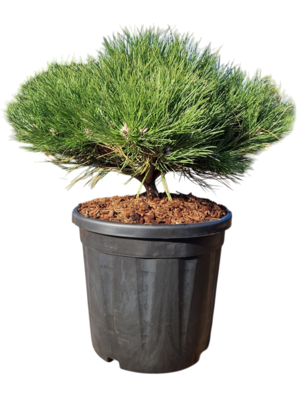 Pinus nigra 'Marie Bregeon'
