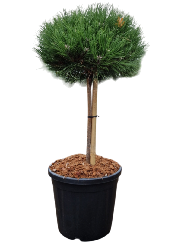 Pinus nigra 'Marie Bregeon'