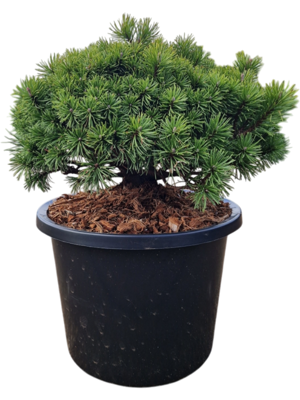 Pinus mugo 'Mops'