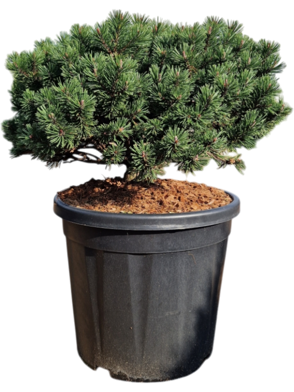 Pinus mugo 'Pumuckel'