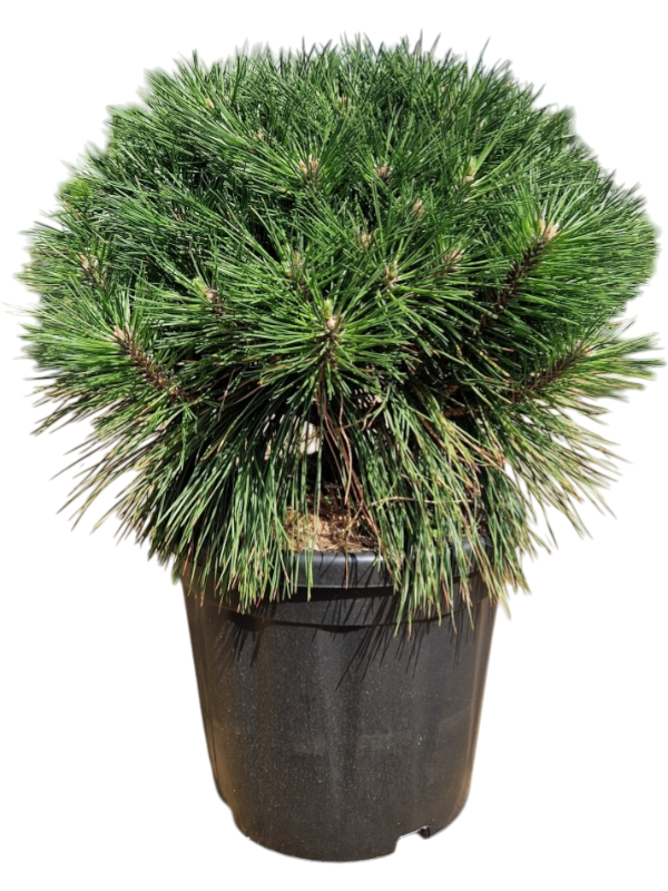 Pinus nigra 'Brepo'