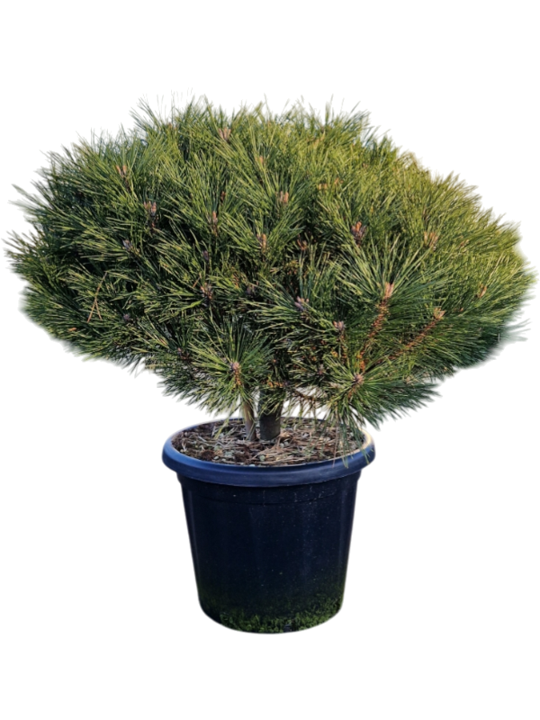 Pinus nigra 'Brepo'