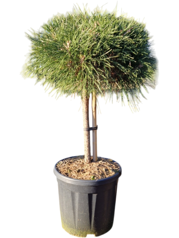 Pinus nigra 'Brepo'
