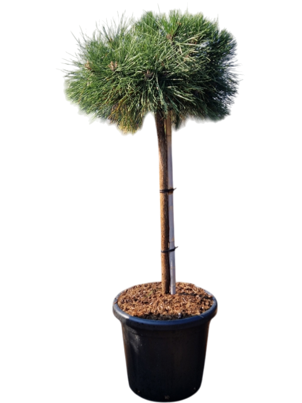 Pinus nigra 'Brepo'