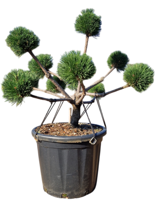 Pinus nigra 'Brepo'