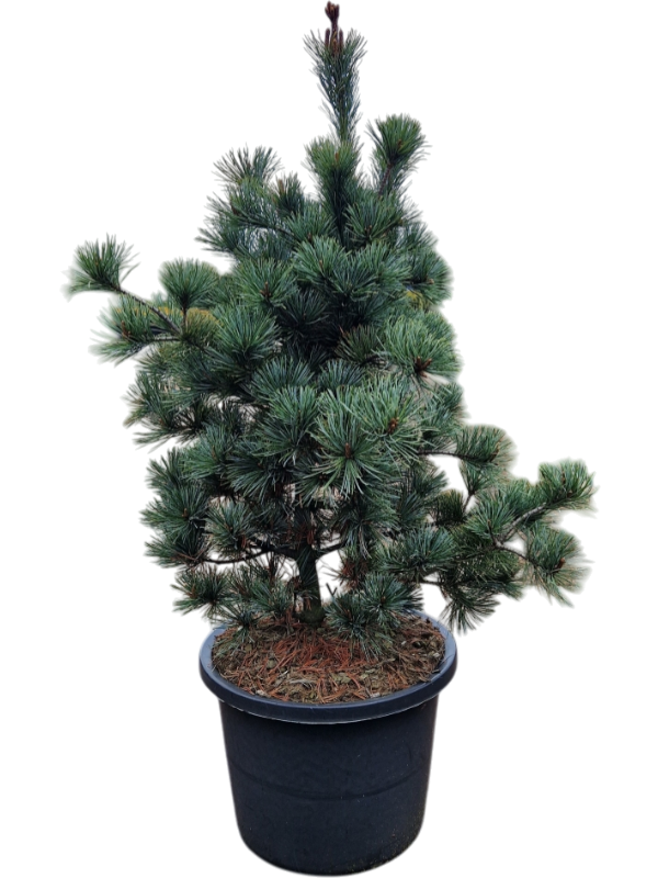Pinus parviflora 'Negishi'