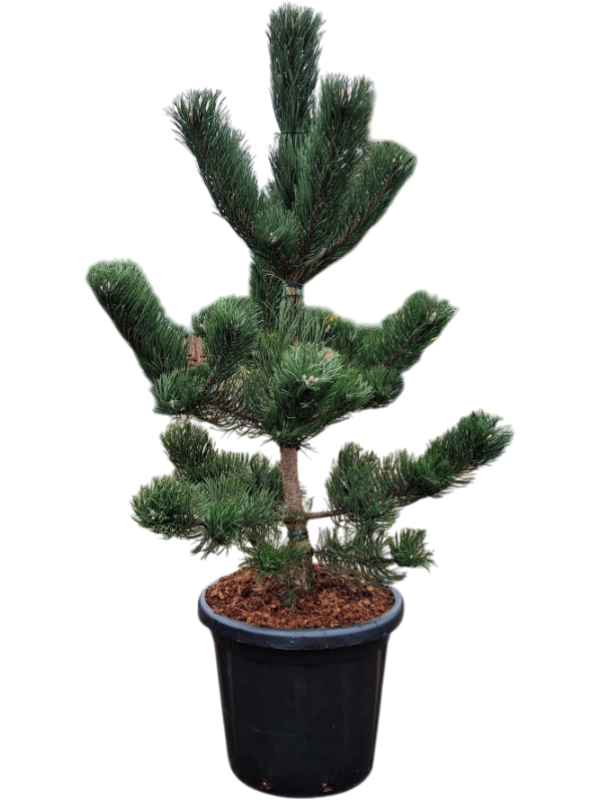 Pinus nigra 'Oregon Green'