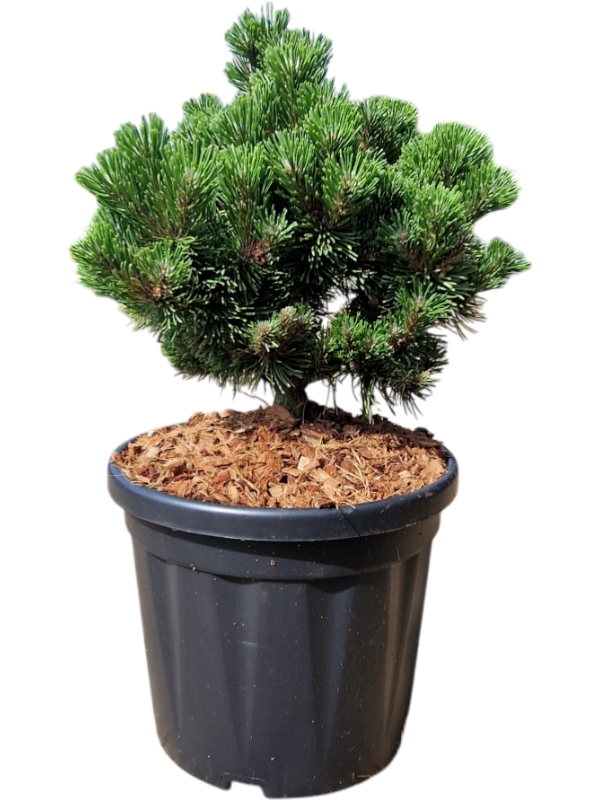 Pinus mugo 'Picobello'