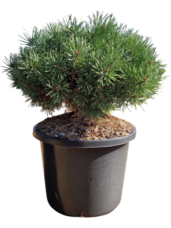 Pinus sylvestris 'Sandringham'