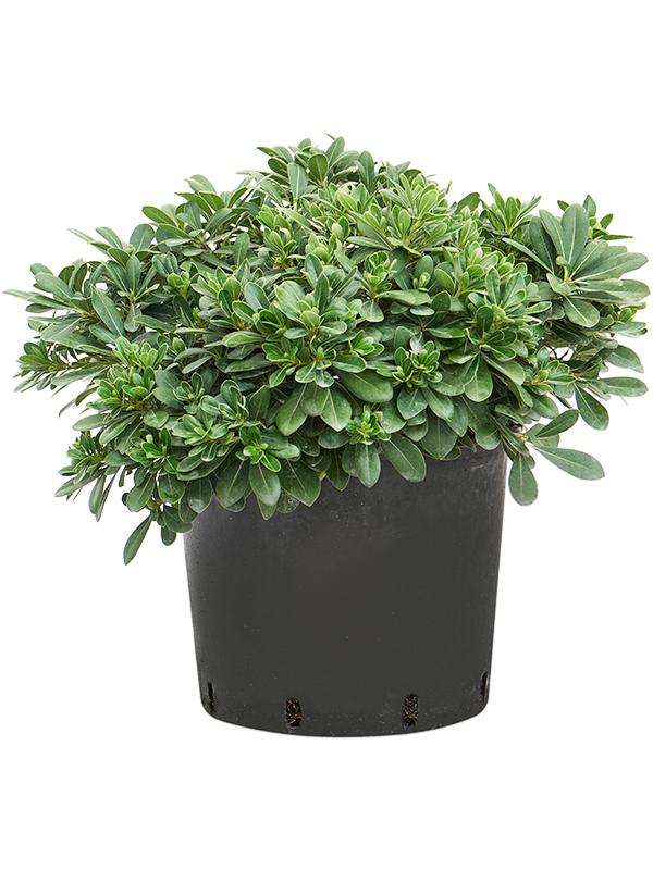 Pittosporum tobira 'Nana'