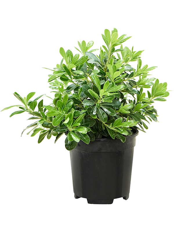 Pittosporum tobira 'Nana'