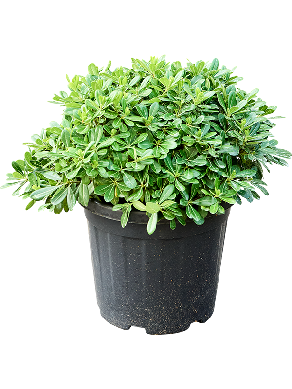 Pittosporum tobira 'Nana' (55-65)