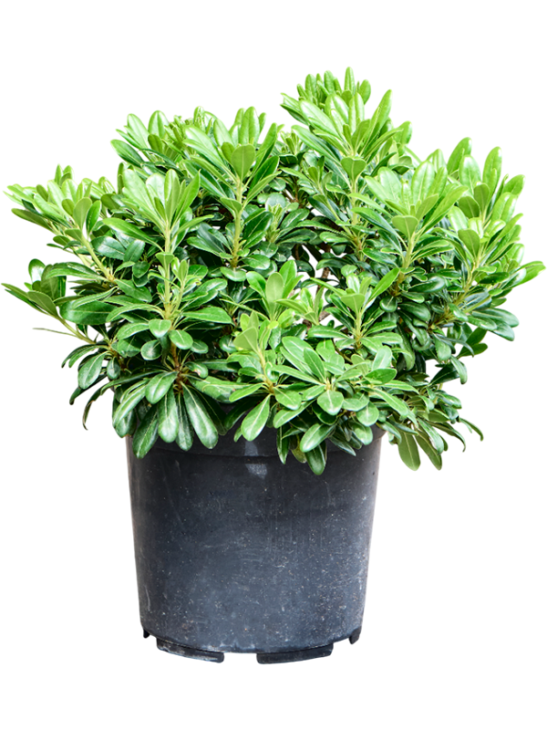 Pittosporum tobira 'Nana'