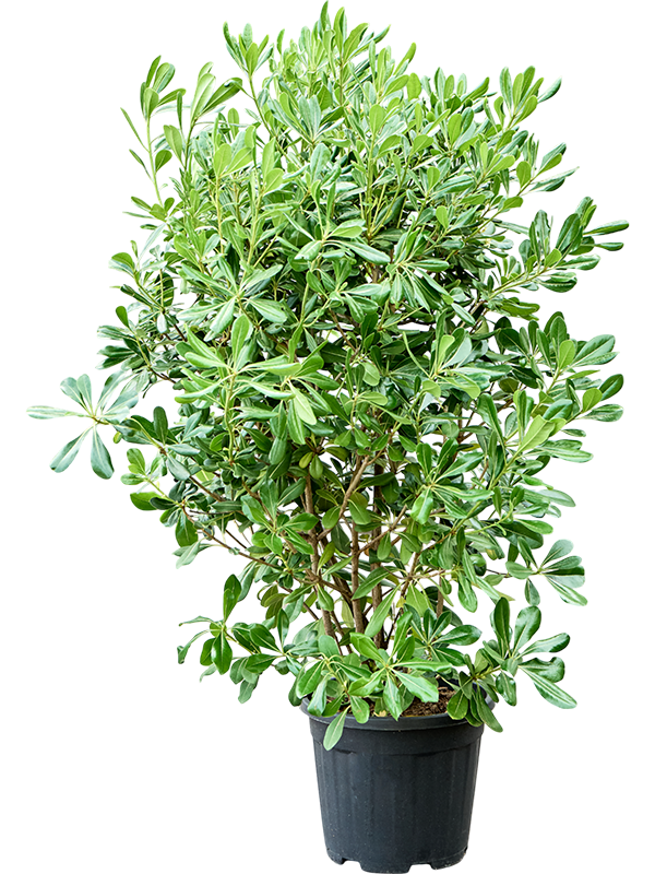 Pittosporum tobira (120-140)