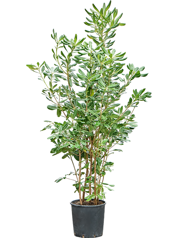 Pittosporum tobira (110-130)