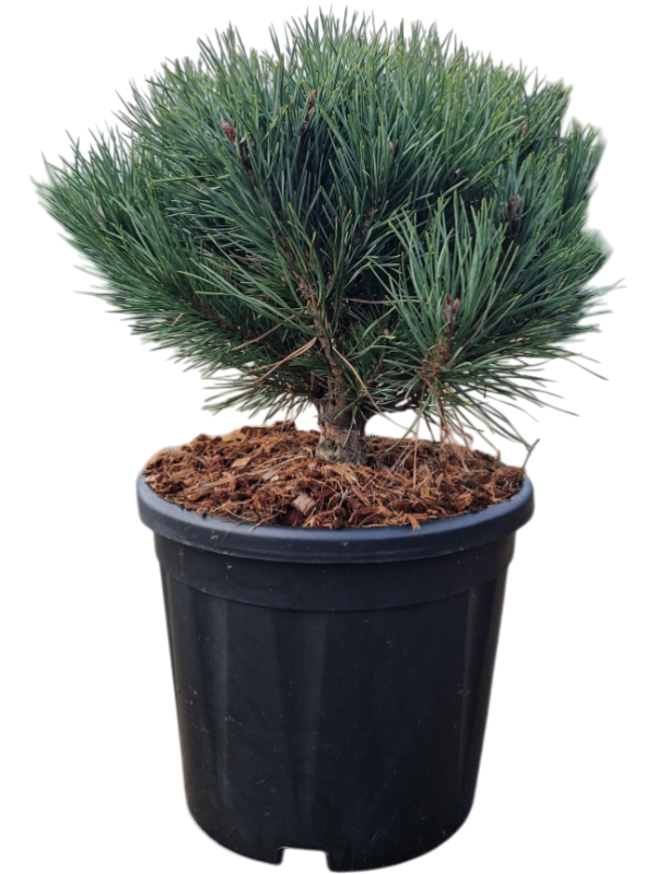 Pinus sylvestris 'Watereri'